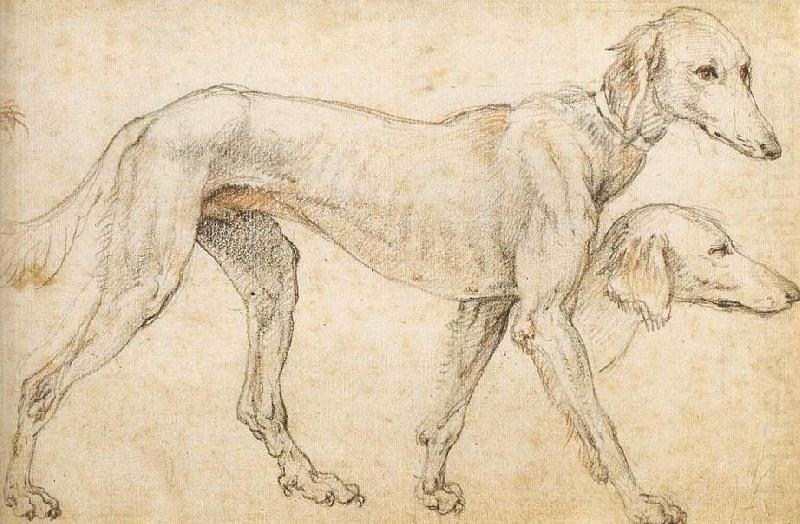 Studies of a Greyhound, ZUCCARO Federico